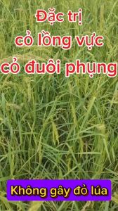 beeco 345 sạch cỏ 345 tia chớp 345 trừ cỏ lồng vực cỏ đuôi phụng cỏ gạo Diệt Cỏ Hiệu Quả Hai Lúa Cách Sử Dụng Beeco 345 - Lazada