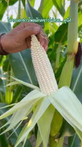 ศรแดง ข้าวโพดหวาน สวีทไวท์ 25 (ขนาด 1 กก) หมดอายุ 23/11/2569 จำนวน 5000 เมล็ด ลอตใหม่ ข้าวโพด เมล็ดสีขาว รสชาติเหนึยว นุ่ม อร่อย ขายง่าย ตลาดต้องการ