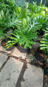 Cây Trầu bà Thanh Xuân  Cây Trầu Bà Phong ThủyCây Trầu Bà Trang Trí Nội Thất (hợp mệnh mộc). Trang trí nhà cửa sân vườn.