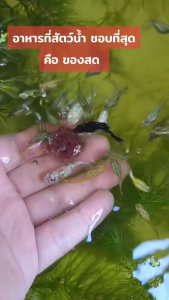 HOSHI อาหารปลาแช่แข็ง ไรแดงทะเลแช่แข็ง 1 แพ็ค แถมฟรีถุงเก็บความเย็น เจลเย็น อาหารปลา อาหารสัตว์น้ำสดสะอาด ปลอดภัย คุณค่าโปรตีนสูง เก็บช่องฟริซใช้ได้ 4-5 เดือน