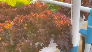 [รางหนาพิเศษ]ชุดปลูกผักไฮโดรโปนิกส์ รุ่น133ช่อง อุปกรณ์พร้อมปลูก Hydroponics kit set