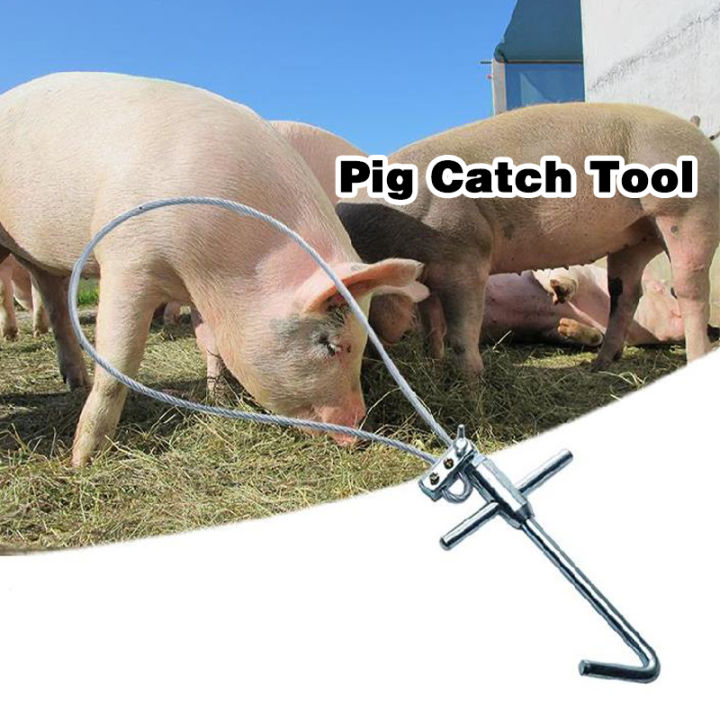 Pig Snare – Schweinehalter Mit Dicker Stahlleine, Verstellbar, Länge Ca. 90 Cm, Inklusive Haken