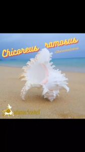 เปลือกหอย หอยหน้ายักษ์ (Chicoreus ramosus) Andaman seashell