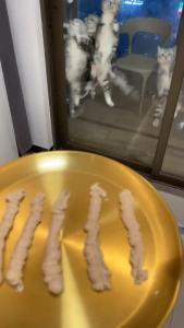 🔶FISHOILCAT® Snek Kucing Salmon & Telur Ikan (30pcs) Omega-3 🐟 Minyak Ikan | Salmon & Fish Roe | Bulu Lebat & Kurangkan Gugur