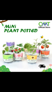 Mini Plant Potted Kids DIY Plant Planting Green Plant Office Desktop Bonsai Green Plant Gift Gifts