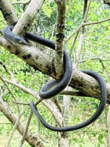 Black Soft Rubber Snake Simulation Toy for Kindergarten Children Scary Prank Props Fake Static Animal Model Doll for Boys And Girls