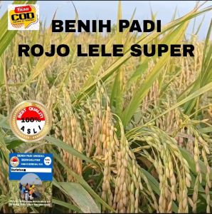 BENIH PADI ROJO LELE SUPER KWALITAS UNGGUL PER 1KG