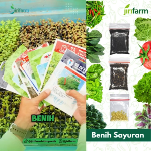 JIRIFARM - Benih Bibit Selada Hijau Keriting Tanaman Sayuran Seribuan Unggul
