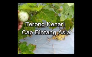 Benih Terong KENARI 3 Gram Cap Bintang Asia PT Benih Citra Asia Warna Buah Hijau Mengkilap Cocok Di Dataran Rendah Sampai Tinggi