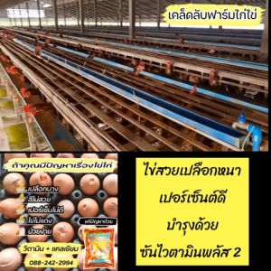 วิตามินไก่ไข่/ชุด 2 กิโล บํารุงไก่ไข่ ฟาร์มไก่ไข่ใช้จริงอย่างต่อเนื่อง ซันไวตามินพลัส2 ไข่ดก ไข่ใหญ่