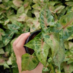 ต้นออมทรัพย์ พร้อมกระถางเซรามิค 3 นิ้ว (แถมฟรี! เม็ดดินเผา + ปุ๋ย + ตุ๊กตาตกแต่ง) ออมนาก ไม้ประดับสวยงาม ไม้ฟอกอากาศ