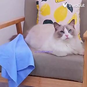 Car Accessories Magic Towel Clean Cham Cleaning Cloth Super Absorbent Chamois (Color Random)清洁用品汽车PVA鹿皮毛巾