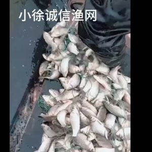 Jaring Lengket Tiga Lapis: Alat Tangkap Ikan Efektif