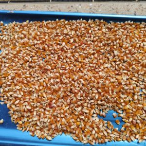 jagung cristal pakan burung merpati