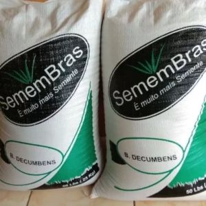 GRASS SEED - Bibit Biji Rumput / Benih Rumput Brachiaria Decumbens 5kg ( Rumput Signal )
