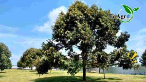 Durian Baja Bunga kuat kuat Tx Agro Sdn Bhd: NPK 5-27-27 [5 or10KG] Flower Boosting Fertiliser Baja Bunga kuat kuat Baja Paksa Bunga Durian untuk berbunga