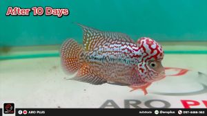 Red Burn วิตามินเสริมเร่งสีแดง แบบผง - วิตามิน สีดำ แบบผง