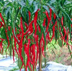 GROSIR !!! 200 BIJI BENIH BIBIT CABAI MERAH KRITING F1 TAHAN VIRUS