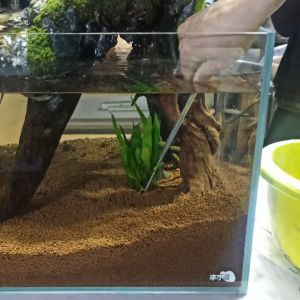 ฟอร์เซป แคคตัส ฟอร์เซปยาว forceps คีมคีบ อุปกรณ์ แคคตัส ไม้น้ำ เพาะเนื้อเยื่อ ปากคีบสแตนเลส ฟอร์เซปปลูกกระบองเพชร