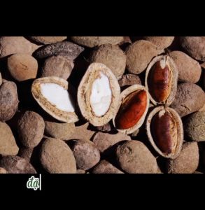 [1.5kg] HẠT KONIA/ HẠT CẦY ĐẶC SẢN NÚI RỪNG THƠM NGON BÉO NGẬY