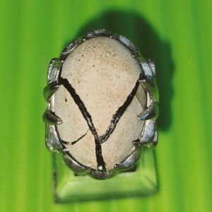 natural akik Jawa Barat motif cagek timbul antik