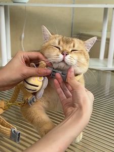 Yếm/ đai dắt hình gấu/thỏ trắng cho thú cưng - Tiệm Mèo Moa