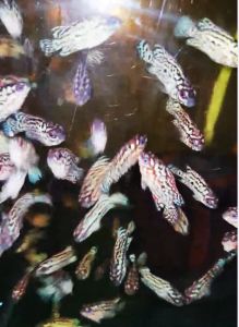 NEW STOCK COMING..2pcs 1 set...1~1.5inch VVIP KING KAMFA FLY COMING...Random selection..full body pearl.. colour red.. limited stock... SIAPA CEPAT DIA... OFFER 📢 2只一组新鱼到！期待已久！新鲜热辣！热腾腾！#精选出来珠满满的泰金花靓仔又驾到！ 起头率高！识货者要快手！数量有限！先汇款先得到！