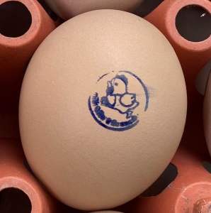 ไข่เชื้อไก่ไข่โร้ดแดงออสเตรเลีย Heritage Rhode Island Red fertile egg ชุด 10 ฟอง รับฟรีเพิ่มไปอีก 2 ฟอง รวม 12 ฟอง ไก่ไข่สายพันธุ์แท้