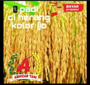 BENIH PADI CIHERANG KOLOR IJO kualitas terjamin 1kg