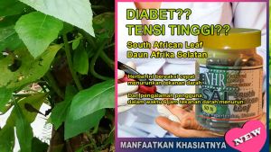 NHR South African Leaf (SAL) 50%  untuk darah tinggi (hipertensi) - menurunkan gula darah (diabetes)