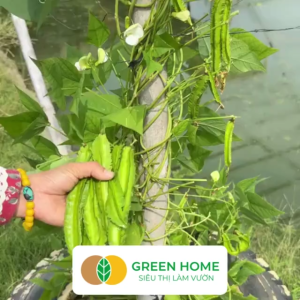 Hạt Giống Đậu Rồng Greenhome Gói 10gr~30 hạt Dễ Trồng Quanh Năm Nảy Mầm Cao Thu Hoạch Nhanh Năng Suất Cao T08