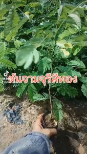 ต้นจามจุรีสีทอง ขนาด20-30เซนติเมตร