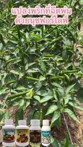 นุชฟอร์ไลฟ์ 2+8 ขนาด100cc(เลือกสูตรได้)โปรปล่อยของ/ปุ๋ยน้ำ อาหารเสริมพืช / สินค้าเกษตรปลอดภัย ฮอร์โมนพืช