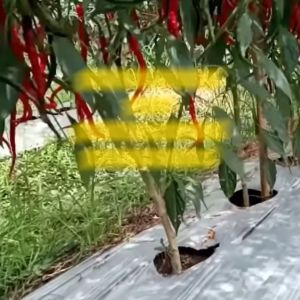 Benih Cabe Cabai Keriting LAJU F1 Isi 1750 Butir Cap Panah Merah