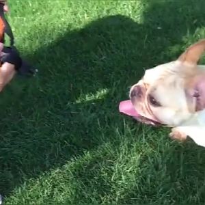 Pet Dog Muzzle Adjustable French Bulldog Muzzle Dog Mouth Mask Breathable Muzzle for Anti Stop Barking Supplies Prevent Biting
