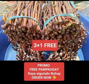 RED CARDINAL PLANTS GRAPES CUTTINGS 3+1 FREEBIE PAMPA UGAT ORDER NOw