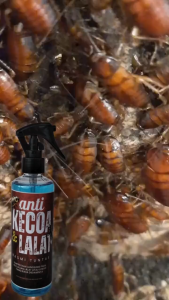 Anti Kecoa dan Lalat Anti Serangga Ramah Lingkungan Bebas Kecoa dan Lalat Tanpa Repot - 250 ml