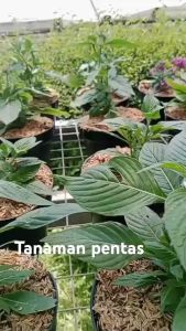 Bunga Pentas Lanceolata Pink Elegan - Tanaman Berbunga Tua dalam Pot Warna Putih