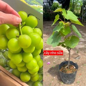 Giống nho xanh tươi ngon trong hộp - cây giống nho trồng trong chậu