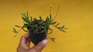 ต้นไม้อวบน้ำ กุหลาบหิน พวงองูน สร้อยไข่มูกม่วง สร้อยไข่มูกม่วง Senecio Herreianus Purple Flash ต้นไม้ระหว่างหมดชาติ