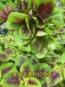 Heat-resistant and easy-to-grow red amaranth seeds 耐热易种红苋菜种子 高产量蔬菜籽 fresh wild vegetable seeds high yield easy to manage新鲜野生蔬菜