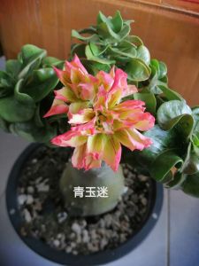 Adenium taiwan mini Kemboja Bonsai ID:青玉迷/台湾迷你富贵花