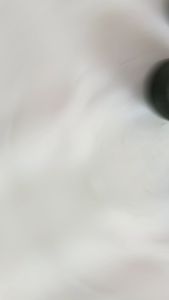 Karet Peredam Jedug-jeduk Shock Depan Motor Universal