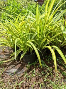 ต้นเตยทอง เตยด่าง เตยเศษรฐี