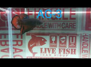 Betta fish Male _Code AG-3