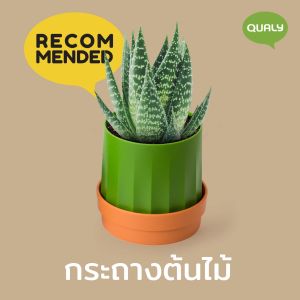 Cactus Doorstop - ที่กั้นประตู ดีไซน์ กระบองเพชร ที่กันประตูกระแทก Qualy (ควอลี่)