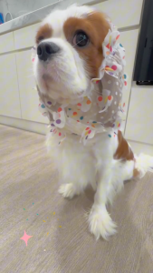 Pups&Pals dog snood - หมวกคลุมกันเลอะขน หมวกเก็บหู กันเลอะขนที่หน้าและคอ