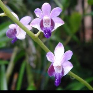 Remaja Anggrek Doritis Blue Pulcherrima Biru bibit bunga Orchid bulan spesies spesi unik cantik species