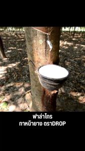 ทาหน้ายาง ยกลัง 1ลิตร* 12 ขวด เพิ่มเปอร์เซ็นต์ยาง สมานเปลือกใหม่ได้เร็ว ไม่มีสารเร่ง ยับยั้งเชื้อรา