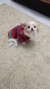 ชุดช้างน้องหมา น้องแมว สัตว์เลี้ยง